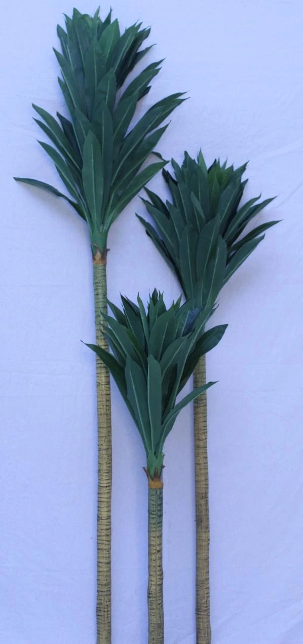 Dracaena with 156 lvs-H 6.6FT W 2FT